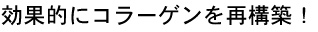 コラーゲン構築
